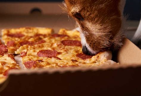 Dog pizza. Things To Know About Dog pizza. 